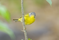 Nashville Warbler