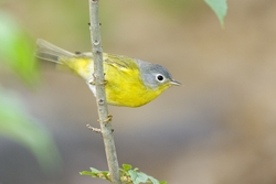 Nashville Warbler