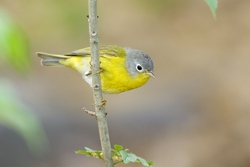 Nashville Warbler