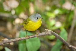 Nashville Warbler