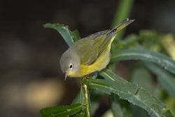 Nashville Warbler