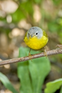 Nashville Warbler