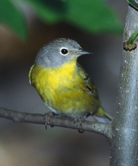 Nashville Warbler