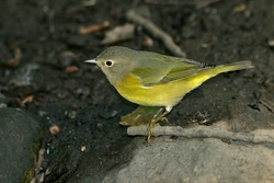 Nashville Warbler