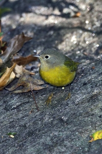 Nashville Warbler
