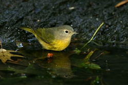 Nashville Warbler