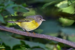 Nashville Warbler