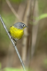 Nashville Warbler