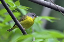 Nashville Warbler