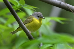 Nashville Warbler