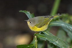 Nashville Warbler