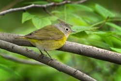 Nashville Warbler