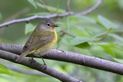 Nashville Warbler