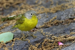 Nashville Warbler