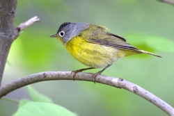 Nashville Warbler