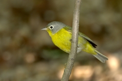 Nashville Warbler