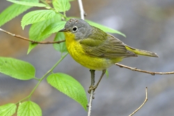 Nashville Warbler