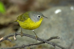 Nashville Warbler