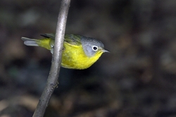 Nashville Warbler