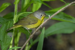 Nashville Warbler