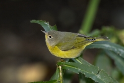 Nashville Warbler