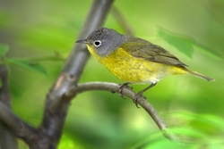 Nashville Warbler
