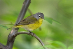 Nashville Warbler
