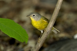 Nashville Warbler