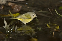 Nashville Warbler