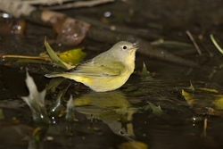 Nashville Warbler