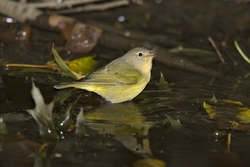 Nashville Warbler