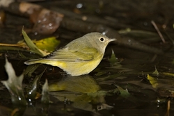 Nashville Warbler