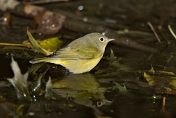 Nashville Warbler