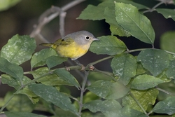 Nashville Warbler