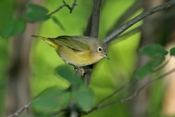 Nashville Warbler
