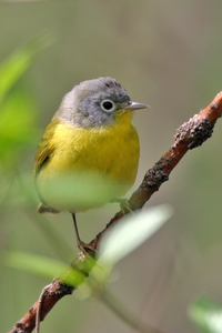 Nashville Warbler