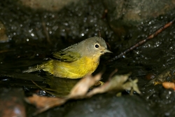 Nashville Warbler