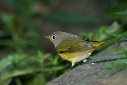 Nashville Warbler