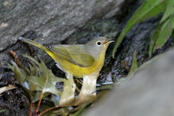 Nashville Warbler