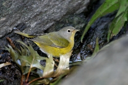 Nashville Warbler