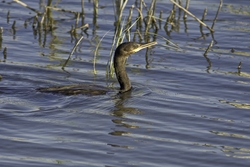 Neotropic Cormorant