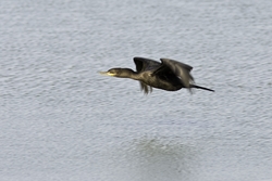 Neotropic Cormorant