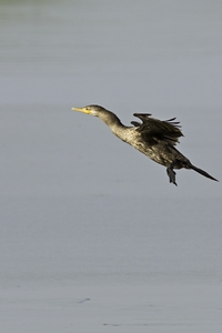 Neotropic Cormorant