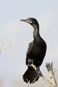 Neotropic Cormorant