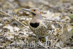 Northern Flicker