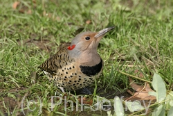 Northern Flicker