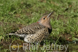 Northern Flicker