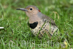 Northern Flicker