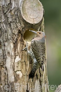 Northern Flicker