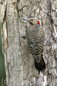 Northern Flicker